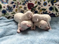 chłopcy - 1 tydzień